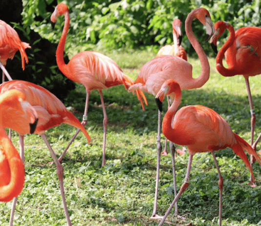 Các loài chim đã trở lại: Sở thú Philadelphia thông báo sự trở lại của chim cánh cụt và hồng hạc