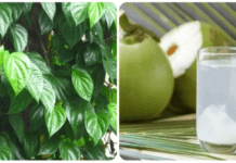 Uống nước dừa với lá trầu không có tác dụng gì?