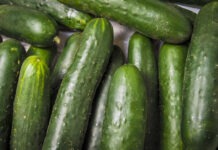 Sự bùng phát vi khuẩn Salmonella liên quan đến dưa chuột khiến nhiều người ở Pa. bị bệnh hơn bất kỳ bang nào khác