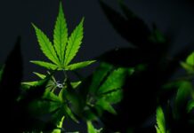 Thống đốc Josh Shapiro một lần nữa thúc đẩy việc hợp pháp hóa cần sa ở Pennsylvania, nhưng các nhà vận động cho rằng khả năng thành công vào năm 2026 là rất thấp.