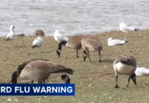 Các quan chức tiếp tục cảnh báo về nguy cơ bùng phát cúm gia cầm ở Pennsylvania.