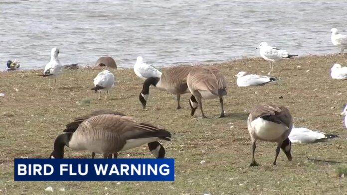 18703945_031126-wpvi-bird-flu-5-vid-vid