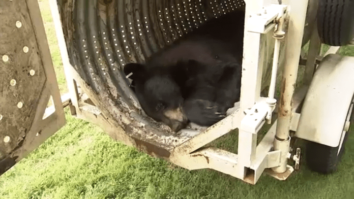 19189144_052826-wpvi-bear-caught-embed-img