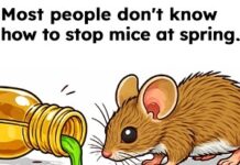 Xe của bạn có chuột không? Dưới đây là cách nhận biết và cách xử lý vấn đề này.