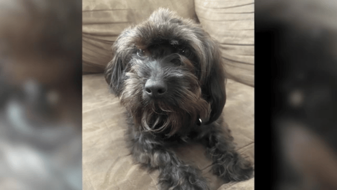 19508219_71426-wpvi-durkio-dog-img