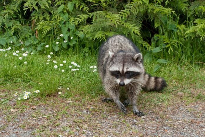 072926RaccoonRabies.2e16d0ba.fill-735x490