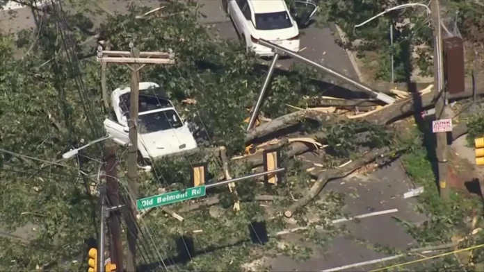 TREE-ON-CAR-2.png